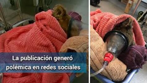 Muere el koala rescatado en los incendios de Australia