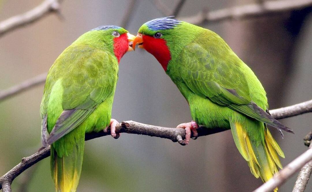 Sin aves no hay paraíso