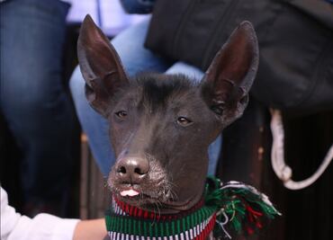 Para la oreja: Chapultepec celebrará Día Internacional del Perro con jornada de bienestar animal y más