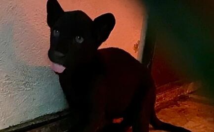 Nace Jaguar en el Zoológico de Chapultepec, pero su madre lo rechaza