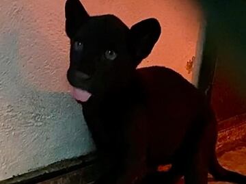 Nace Jaguar en el Zoológico de Chapultepec, pero su madre lo rechaza