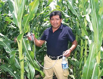 Convierten maizales en parcelas de huitlacoche