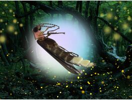 Buscan nombre para nueva especie de luciérnaga descubierta en Chapultepec, así puedes participar