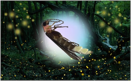 Buscan nombre para nueva especie de luciérnaga descubierta en Chapultepec, así puedes participar