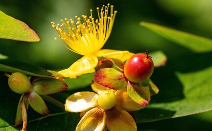 Beneficios de la infusión de hierba de San Juan