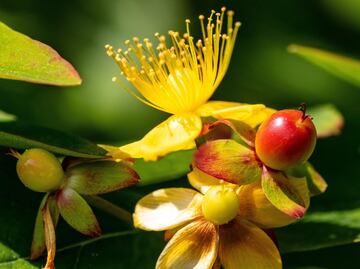 Beneficios de la infusión de hierba de San Juan