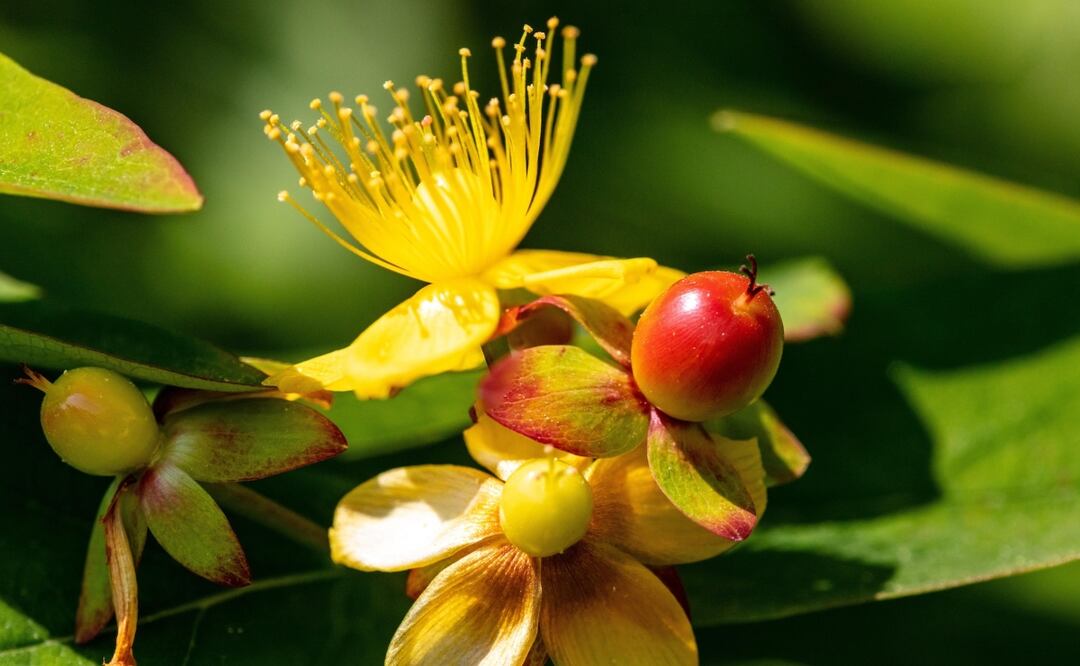 Hierba de San Juan
Foto: Gary J Stearman / Unsplash