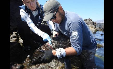 Rescatan a 25 lobos marinos enmallados en Baja California
