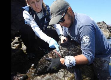 Rescatan a 25 lobos marinos enmallados en Baja California