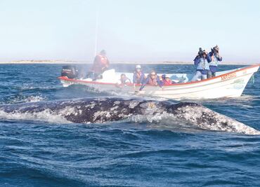 Disminuye presencia de la ballena gris