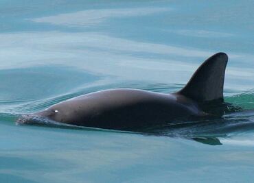 Llaman a reforzar estrategia para evitar extinción de vaquita marina