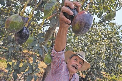 Prevén más alzas en el precio del aguacate