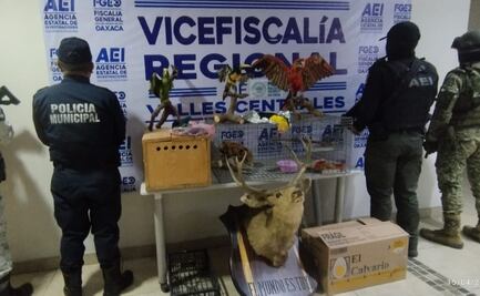 Realizan cateo en domicilio de Santa Lucía del Camino, Oaxaca; decomisan aves exóticas y animales disecados