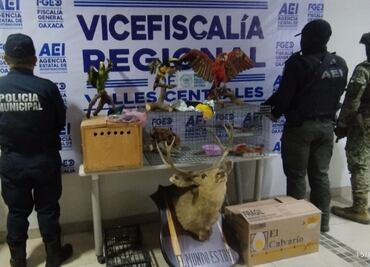 Realizan cateo en domicilio de Santa Lucía del Camino, Oaxaca; decomisan aves exóticas y animales disecados