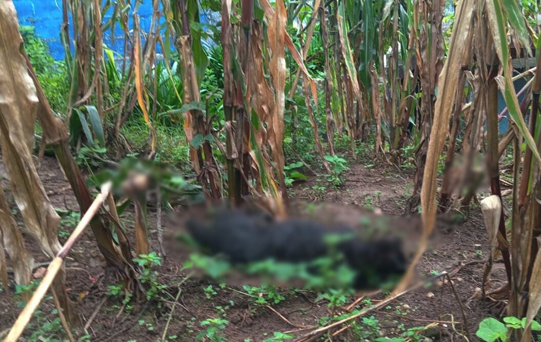 Al menos 60 perros han sido envenenados en la comunidad indígena tzotzil Joltsemen en San Juan Chamula, Chiapas. Foto: especial