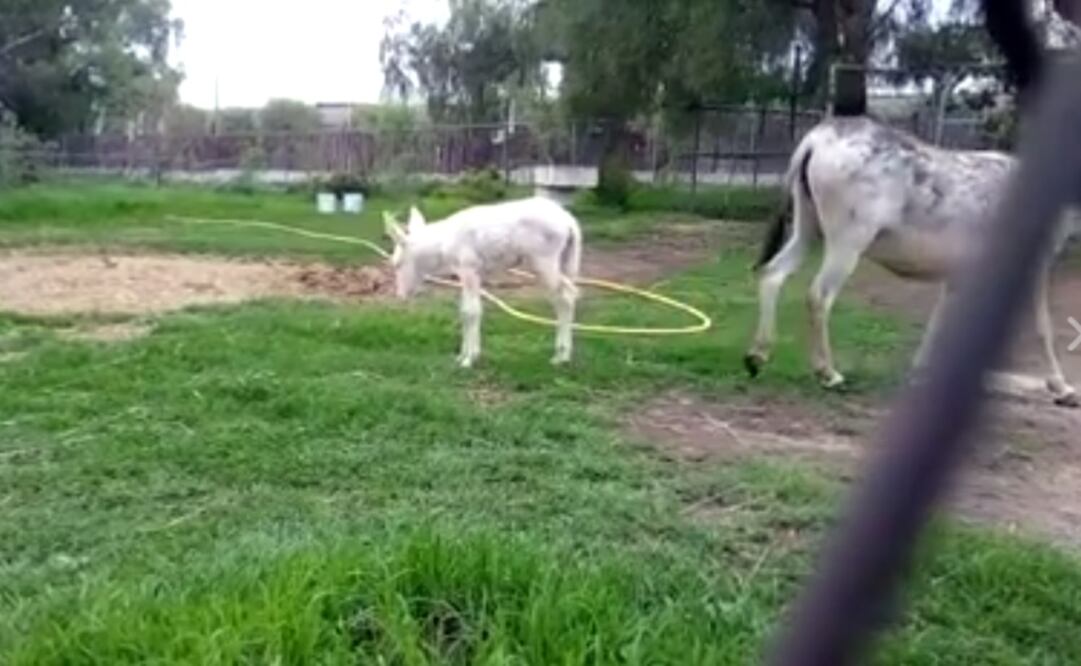¿Cómo quieres que se llame el burrito blanco?, pregunta IPN