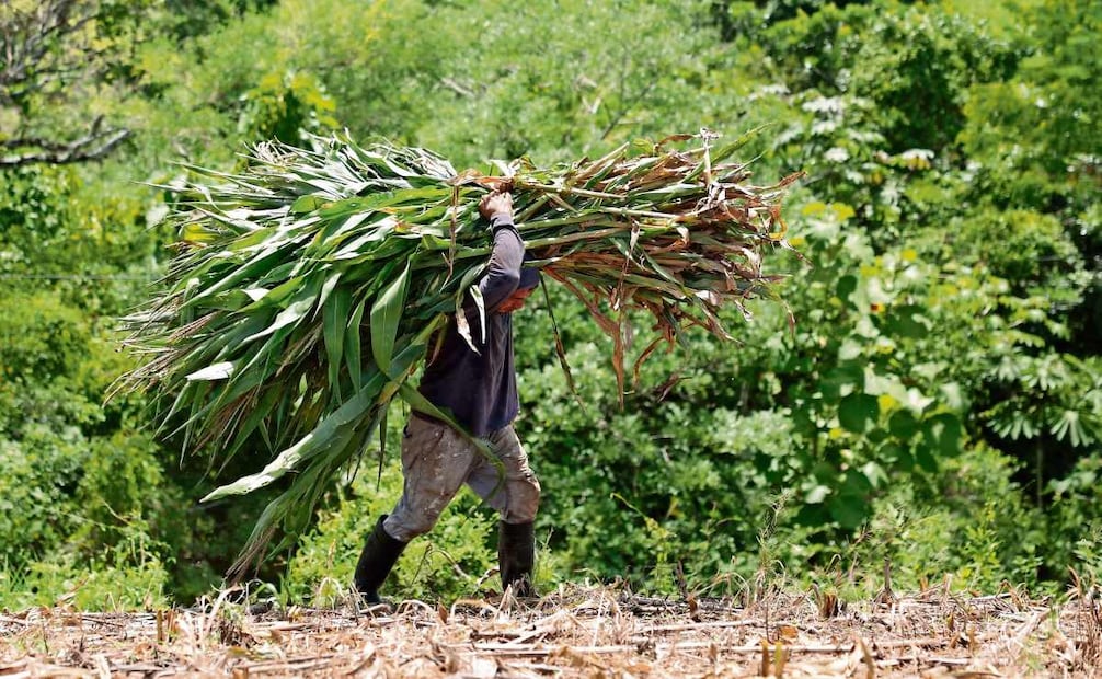 Un campesino corta milpas que no se lograron cosechar debido a la sequía provocada por El Niño en San Esteban Catarina, El Salvador. Foto: RODRIGO SURA/EFE