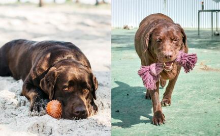 Estos son los síntomas de que tu perro está sufriendo un golpe de calor, según expertos