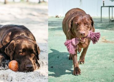 Estos son los síntomas de que tu perro está sufriendo un golpe de calor, según expertos