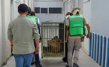 Bioparque de Hidalgo recibe dos leones rescatados de la fundación Black Jaguar-White Tiger