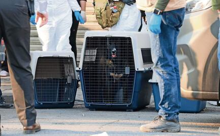 Catean inmueble y rescatan a 100 perros 