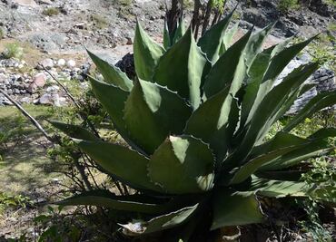 Jornadas mezcaleras, diálogos sobre el destilado