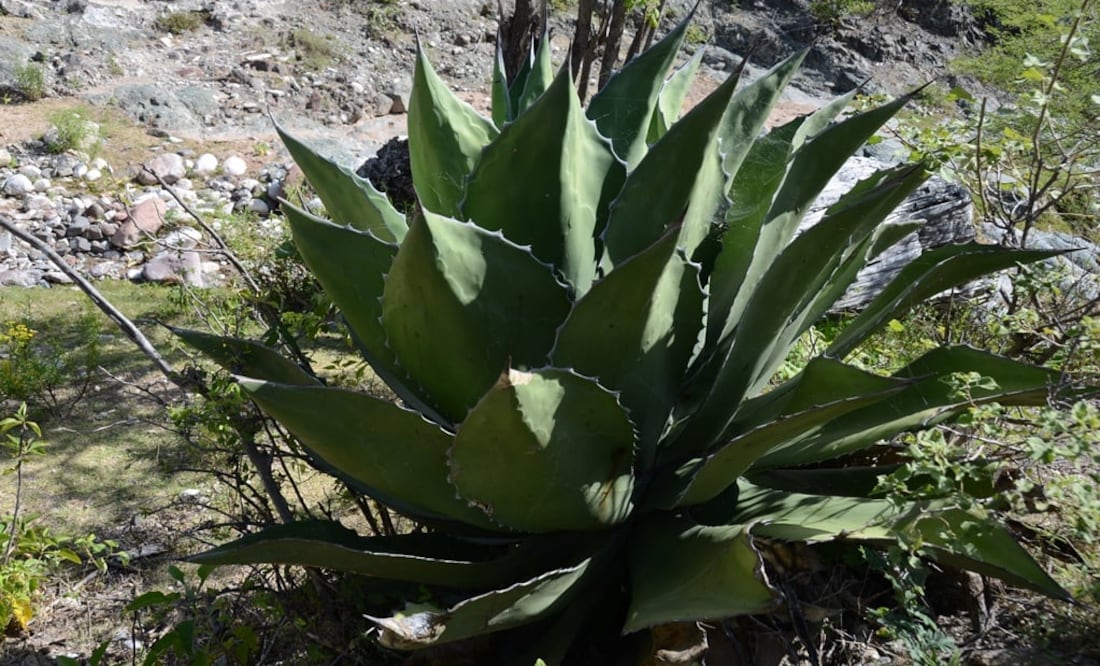 fotos: Mariana Castillo