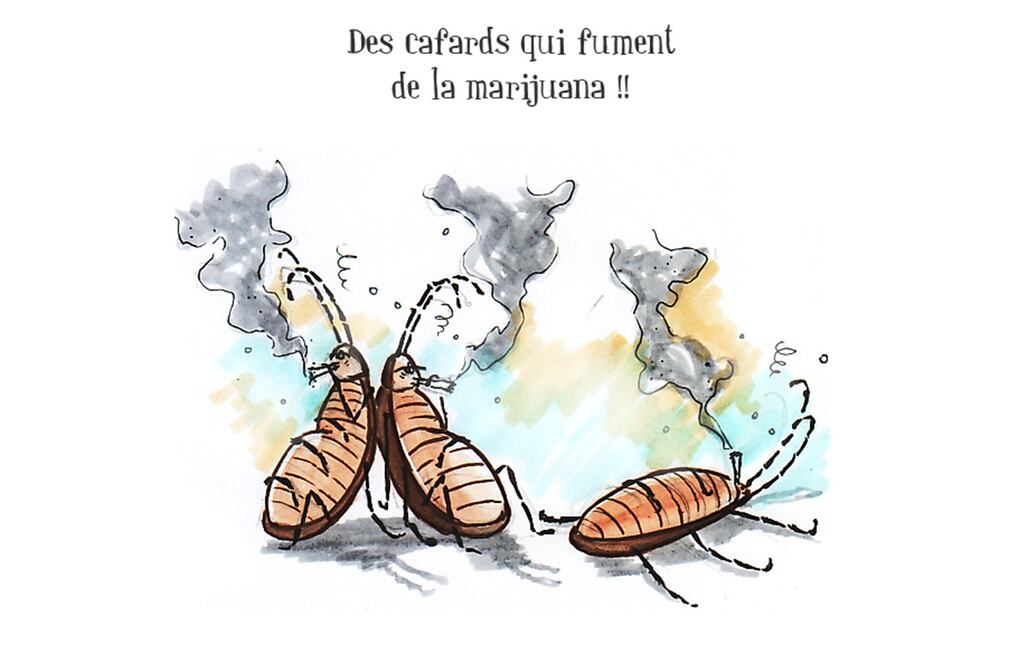 El México kafkiano que despertó convertido en cucaracha marihuana