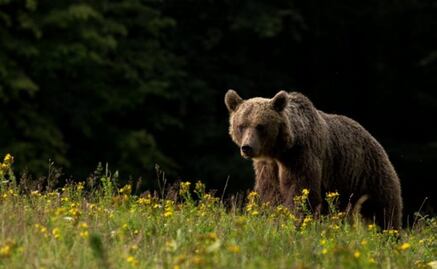 Sacrifican a más de 40 osos pardos en Eslovaquia para evitar ataques a la población