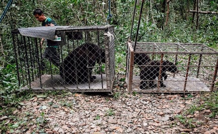 Osa negra y sus crías son liberadas en su hábitat en Tamaulipas; en 2024 fueron rescatadas en Ciudad Victoria