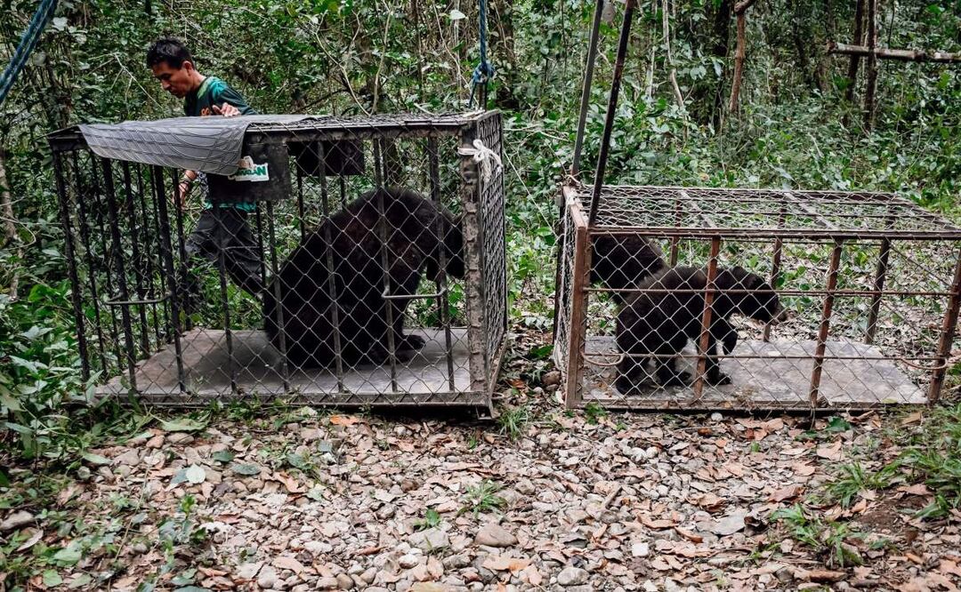 Personal de la Comisión de Parques y Biodiversidad de Tamaulipas se encargaron de liberar en su hábitat a las tres osas negras americanas (14/02/2025). Foto: Especial