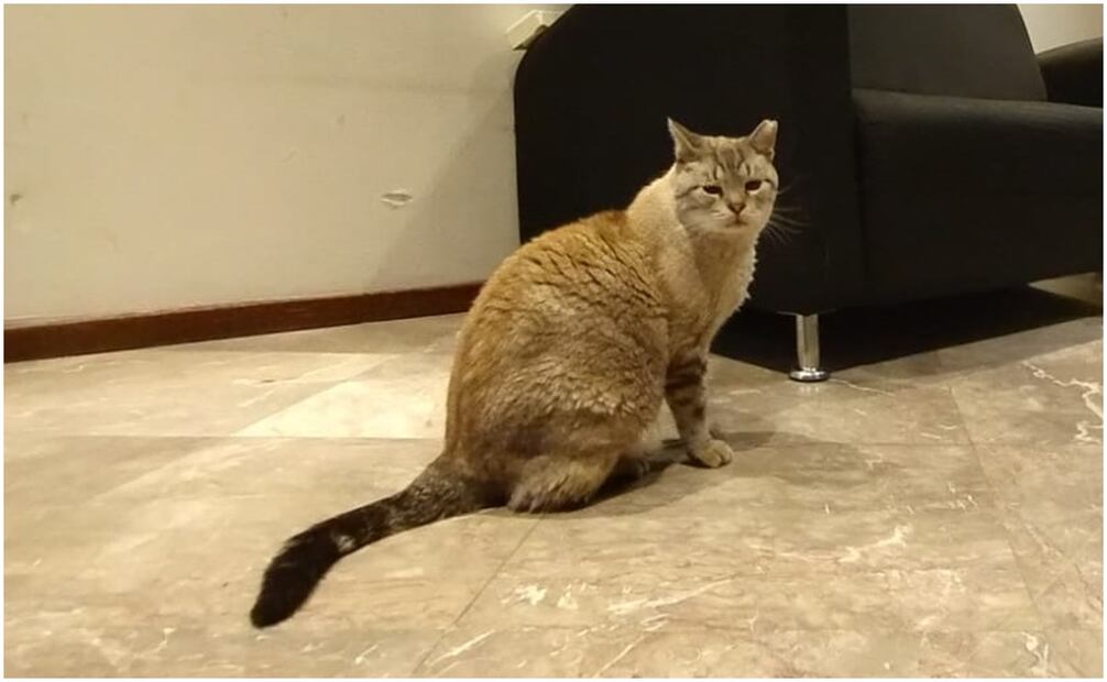 Zeus, uno de los gatos de Palacio Nacional. Foto: Gabriel Pano/ EL UNIVERSAL