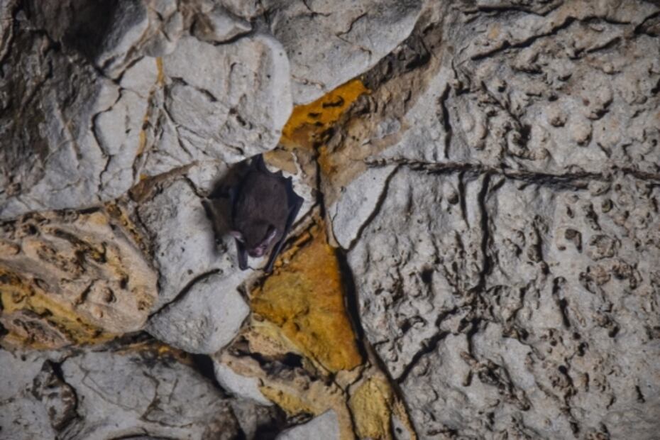 Puenting, la actividad de aventura en Tabasco que está causando sensación