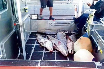 Totoaba, un pez mexicano más caro que la cocaína 