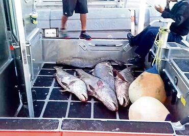 Totoaba, un pez mexicano más caro que la cocaína