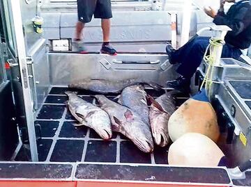 Totoaba, un pez mexicano más caro que la cocaína