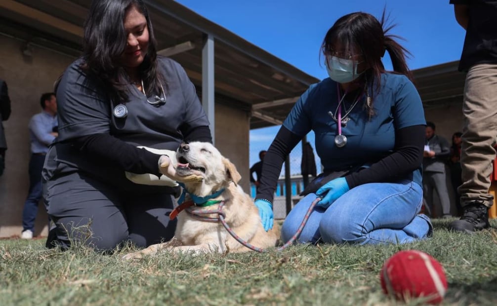 Clara Brugada encabeza el recorrido en el deportivo Hermanos Galeana en el espacio alterno para los caninos que fueron rescatados en el Refugio Franciscano.
Foto: Luis Camacho | El Universal