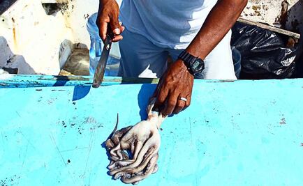 Detectan forma ilegal de pescar pulpo en Yucatán