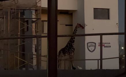 "Benito" la jirafa; tras una denuncia de maltrato animal, esto es lo que se sabe de su traslado a Puebla