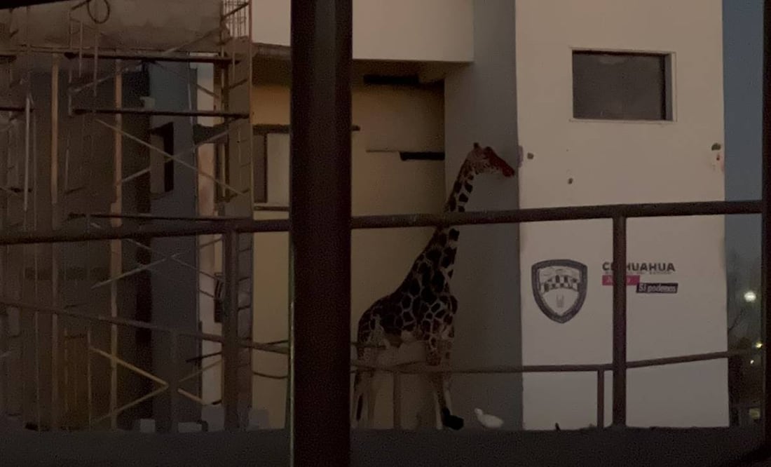 En redes sociales denunciaron maltrato animal a "Benito" la jirafa / @SalvemosABenito