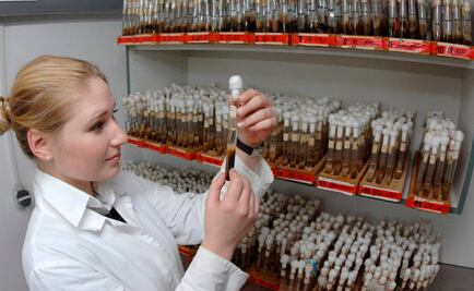 Animales, hongos y otros seres unicelulares tienen un ancestro común