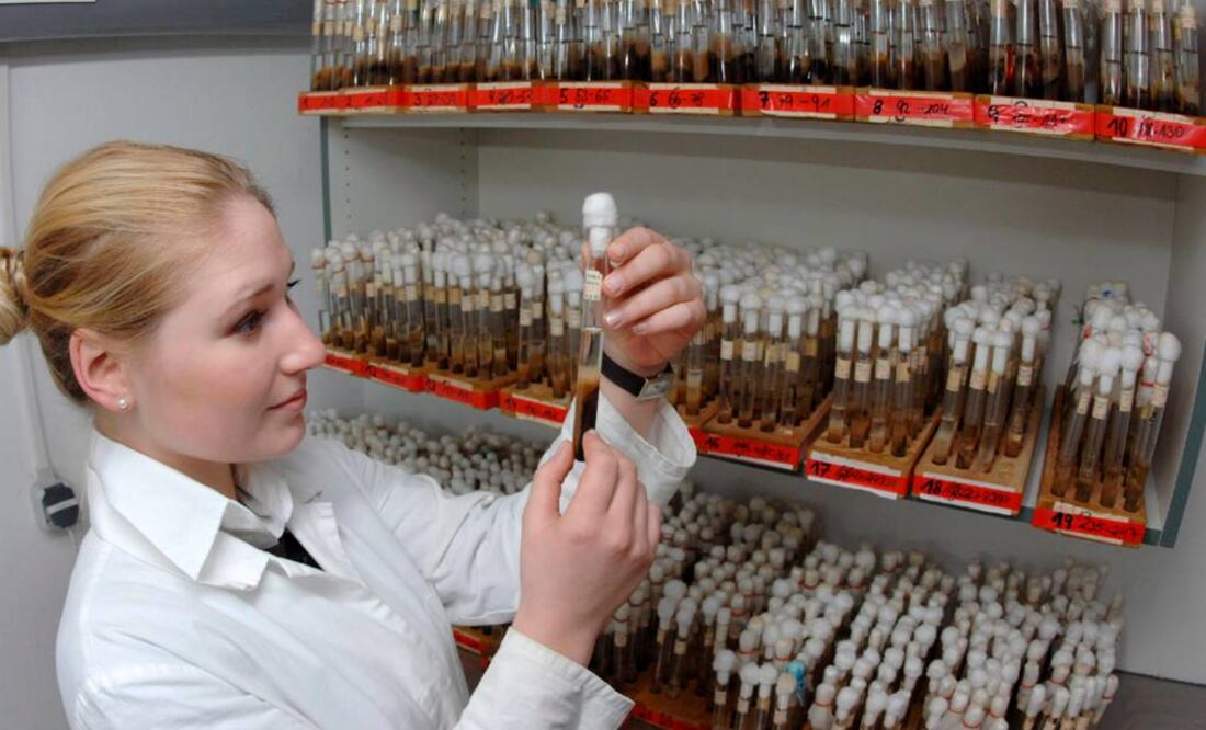 Se trata de un organismo unicelular filopodial. Foto: Archivo