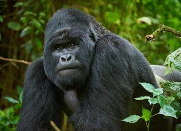 Buena noticia, se recupera población de gorilas de montaña