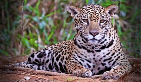 Senado exhorta a proteger al jaguar en peligro de extinción