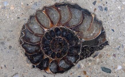 En plena calle, hallan fósiles de moluscos de era de los dinosaurios en Bangkok