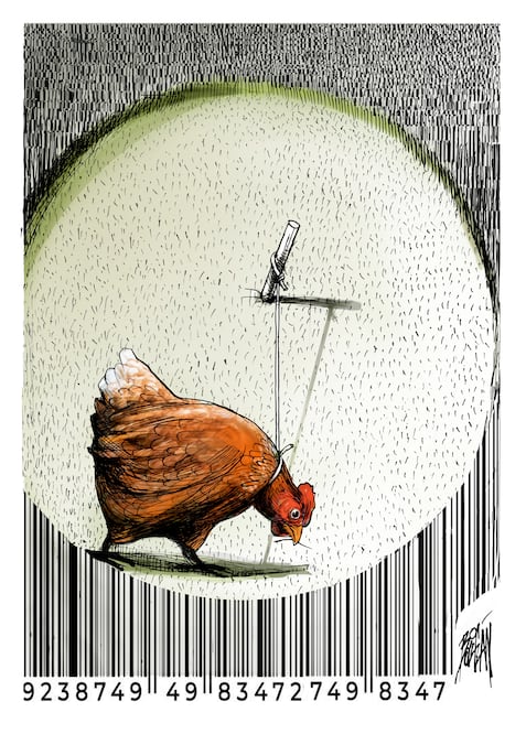 Pollo de libre pastoreo