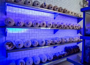 7 hongos que debes conocer para cocinar