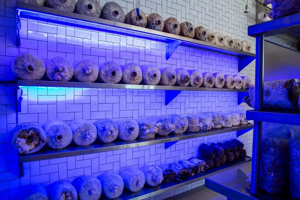 Cámara de fructificación. Fotos: Jorge Garaiz