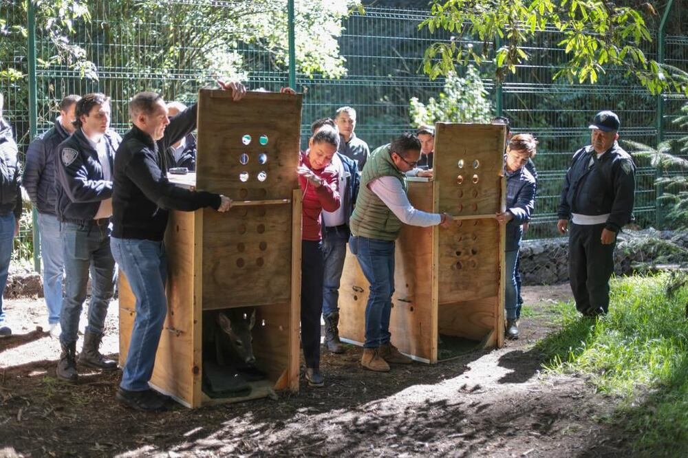 El proyecyo es parte del Centro de Educación Ecológica "Peteretes", en la Unidad de Manejo para la Conservación de Vida Silvestre (UMA), ubicada en Cuajimalpa. Foto. Especial