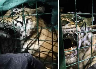 Capturan a feroz tigre de bengala merodeando por calles de Tlaquepaque, Jalisco